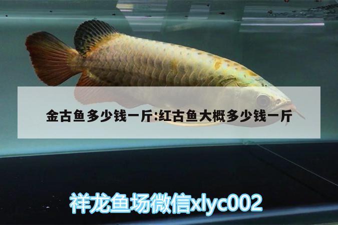 金古鱼多少钱一斤:红古鱼大概多少钱一斤 申古三间鱼