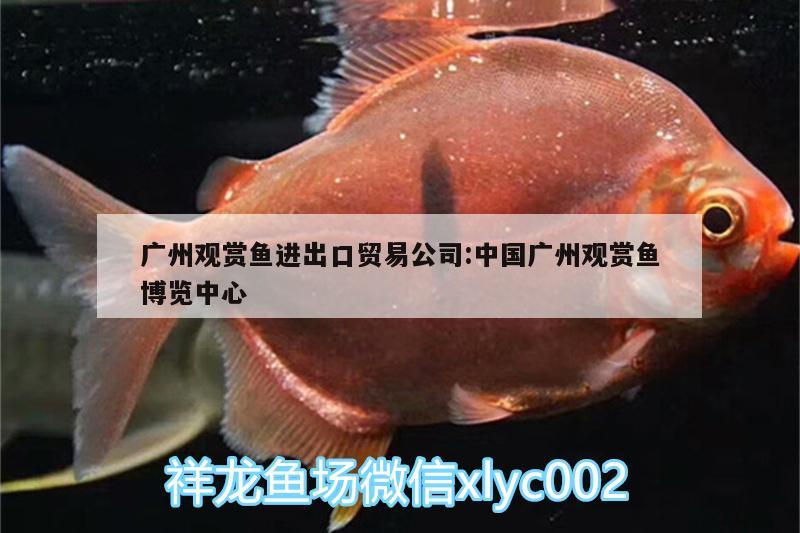 广州观赏鱼进出口贸易公司:中国广州观赏鱼博览中心