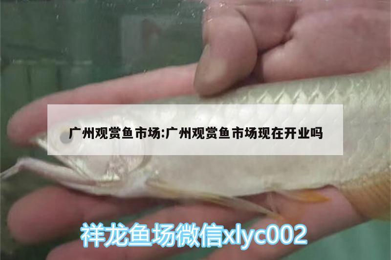 广州观赏鱼市场:广州观赏鱼市场现在开业吗