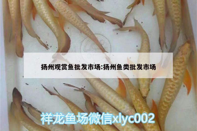 扬州观赏鱼批发市场:扬州鱼类批发市场 观赏鱼批发