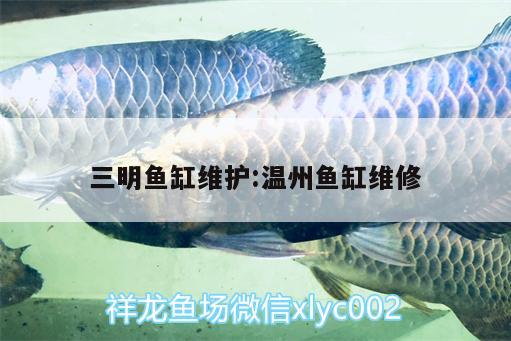 三明鱼缸维护:温州鱼缸维修