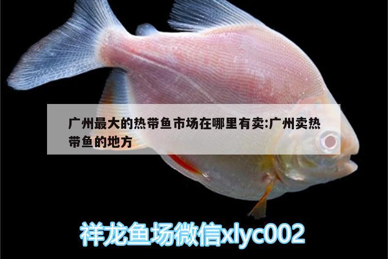 广州最大的热带鱼市场在哪里有卖:广州卖热带鱼的地方