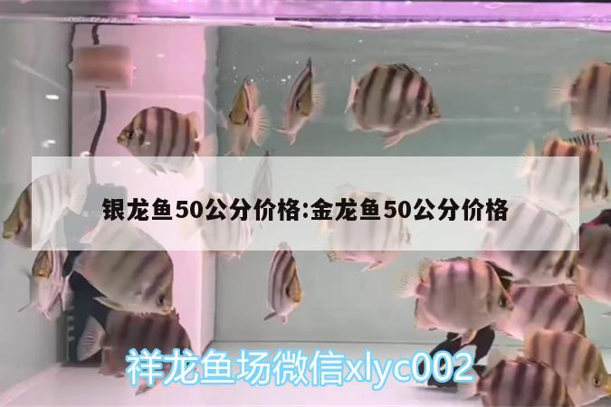 银龙鱼50公分价格:金龙鱼50公分价格 银龙鱼