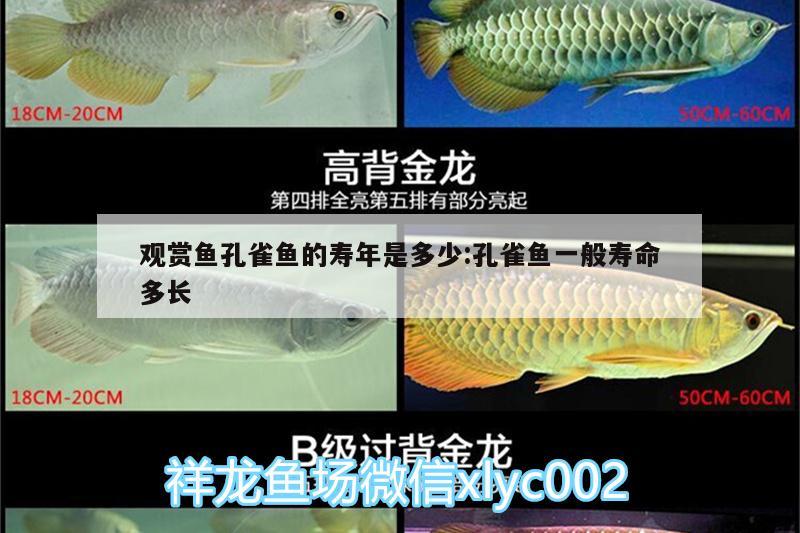 观赏鱼孔雀鱼的寿年是多少:孔雀鱼一般寿命多长 黄金眼镜蛇雷龙鱼