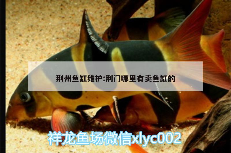 荆州鱼缸维护:荆门哪里有卖鱼缸的 帝王三间鱼