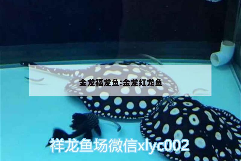 金龙福龙鱼:金龙红龙鱼