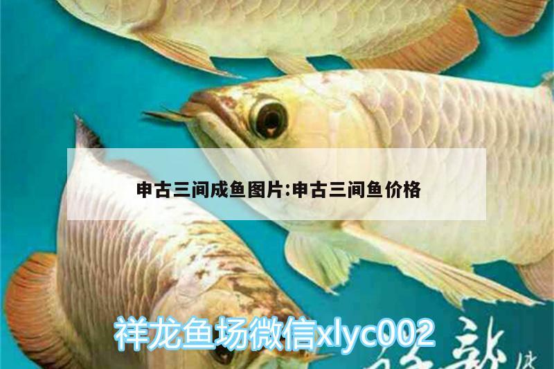 申古三间成鱼图片:申古三间鱼价格 申古三间鱼