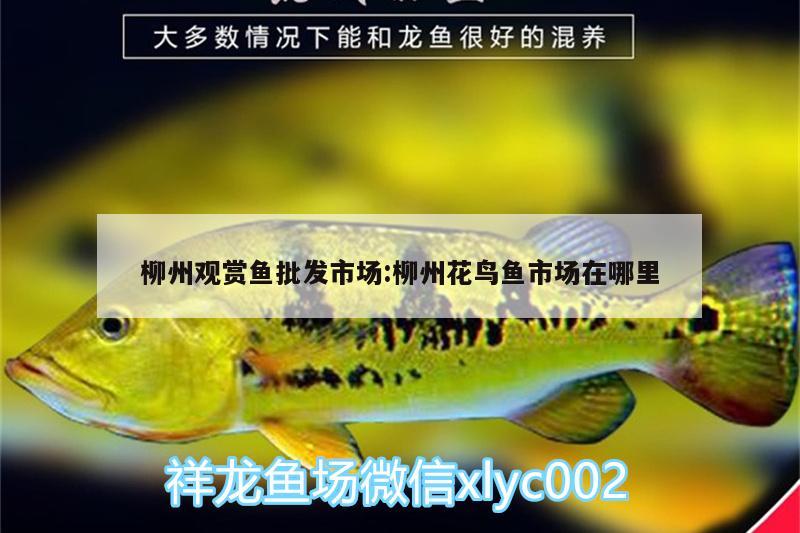 柳州观赏鱼批发市场:柳州花鸟鱼市场在哪里 观赏鱼批发
