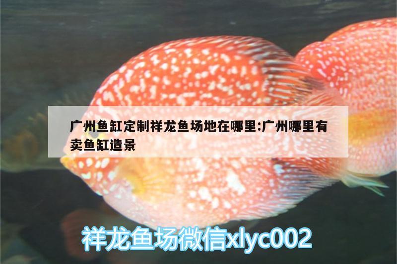 广州鱼缸定制祥龙鱼场地在哪里:广州哪里有卖鱼缸造景 祥龙鱼场