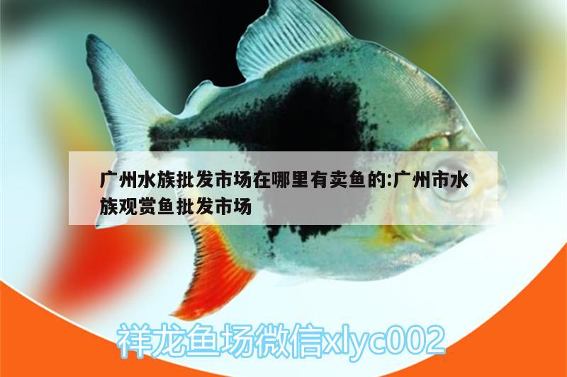 广州水族批发市场在哪里有卖鱼的:广州市水族观赏鱼批发市场 观赏鱼批发
