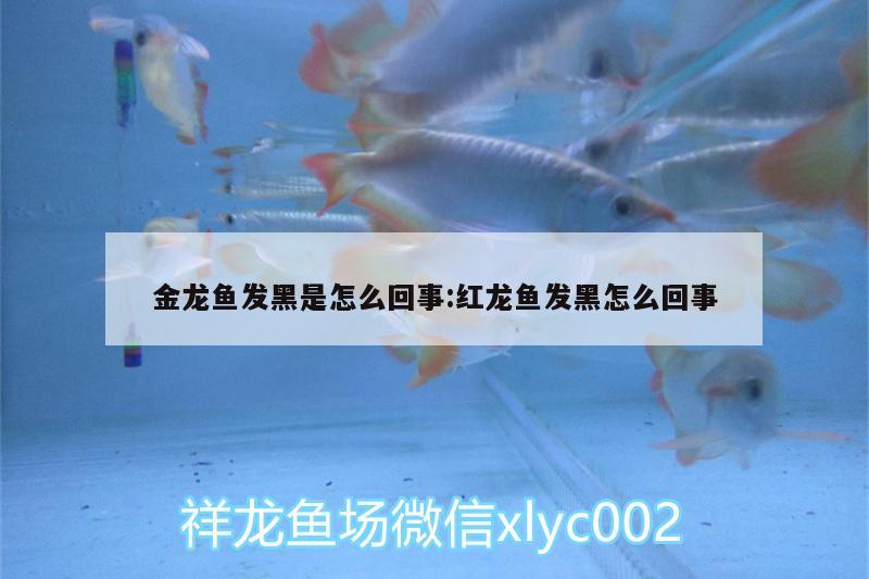 金龙鱼发黑是怎么回事:红龙鱼发黑怎么回事 广州龙鱼批发市场