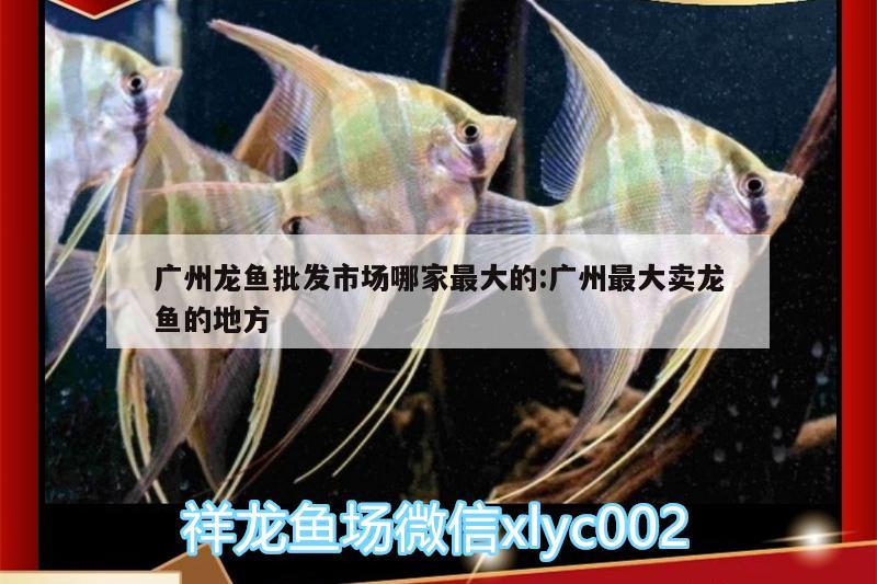 广州龙鱼批发市场哪家最大的:广州最大卖龙鱼的地方 龙鱼批发