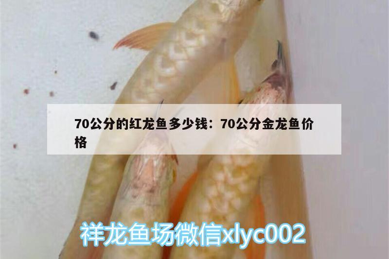 70公分的红龙鱼多少钱:70公分金龙鱼价格 祥龙鱼场