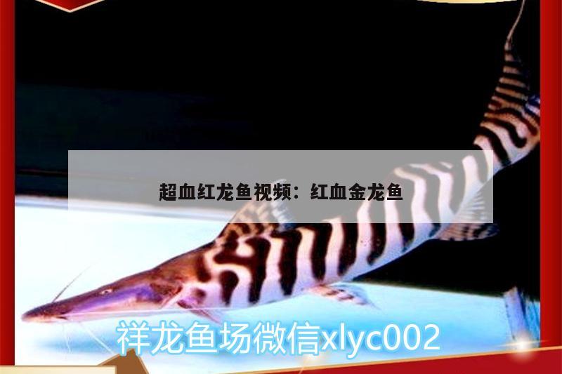 超血红龙鱼视频:红血金龙鱼 超血红龙鱼 第2张