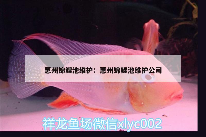 惠州锦鲤池维护:惠州锦鲤池维护公司 养鱼的好处 第1张