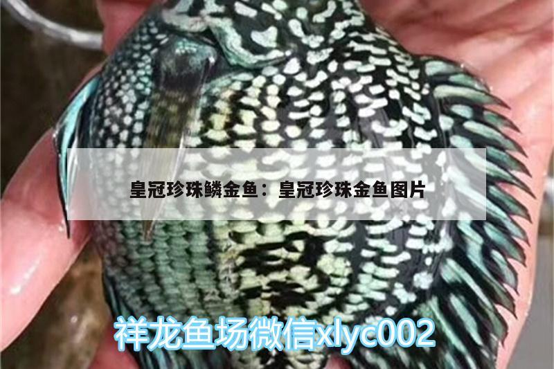 皇冠珍珠鳞金鱼:皇冠珍珠金鱼图片