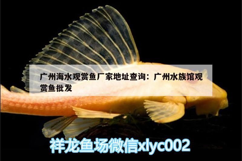 广州海水观赏鱼厂家地址查询:广州水族馆观赏鱼批发 观赏鱼批发