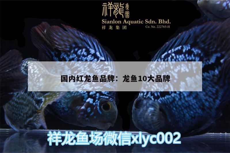 国内红龙鱼品牌:龙鱼10大品牌 杰西卡恐龙鱼