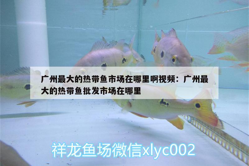 广州最大的热带鱼市场在哪里啊视频:广州最大的热带鱼批发市场在哪里 鱼缸净水剂