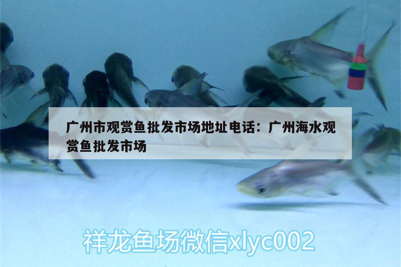 广州市观赏鱼批发市场地址电话:广州海水观赏鱼批发市场 观赏鱼批发