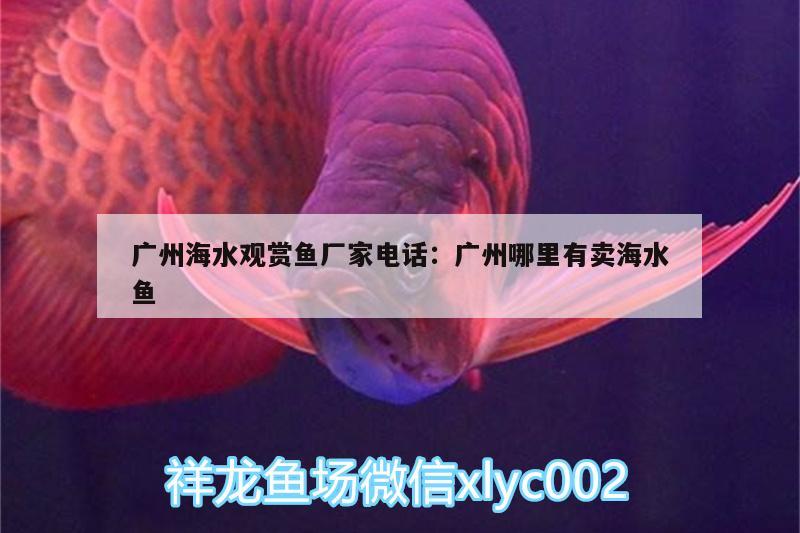 广州海水观赏鱼厂家电话:广州哪里有卖海水鱼 海水鱼