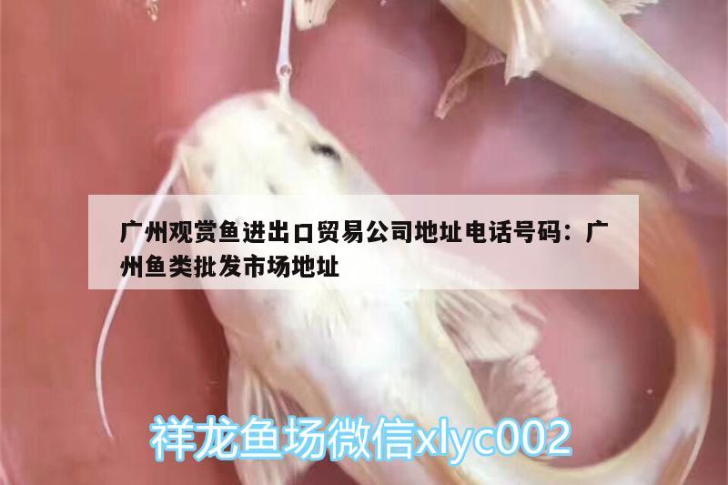 广州观赏鱼进出口贸易公司地址电话号码:广州鱼类批发市场地址