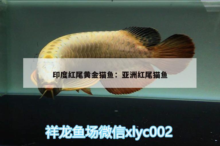 印度红尾黄金猫鱼:亚洲红尾猫鱼 黄金猫鱼 第1张