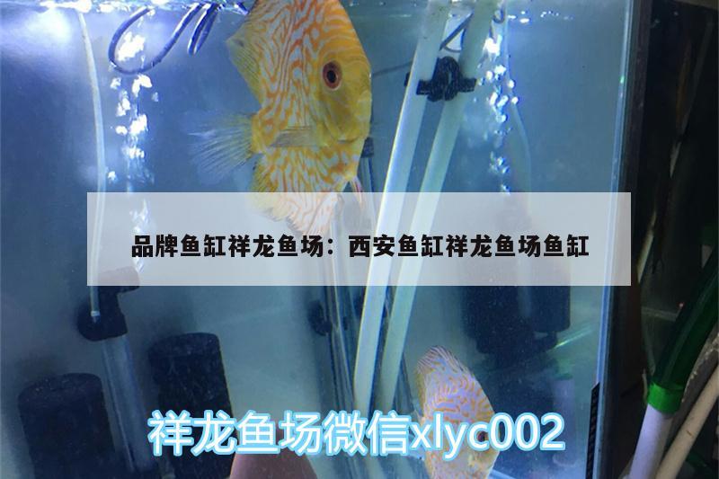 品牌鱼缸祥龙鱼场:西安鱼缸祥龙鱼场鱼缸