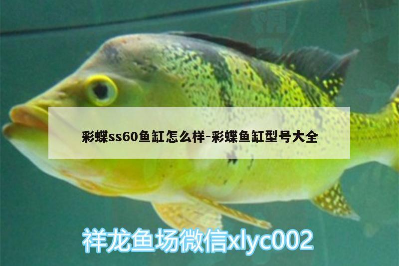 彩蝶ss60鱼缸怎么样:彩蝶鱼缸型号大全 观赏鱼市场（混养鱼） 第1张