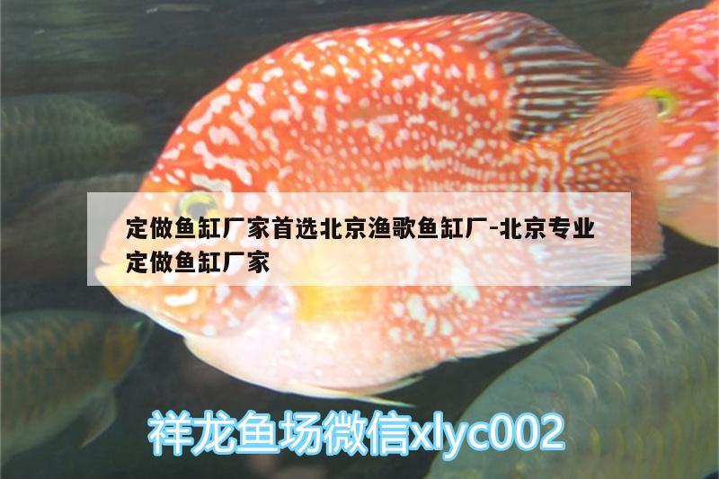 定做鱼缸厂家首选北京渔歌鱼缸厂:北京专业定做鱼缸厂家 印尼三纹虎