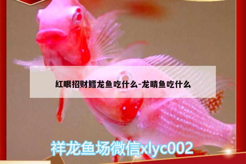 红眼招财鳕龙鱼吃什么:龙睛鱼吃什么 广州龙鱼批发市场