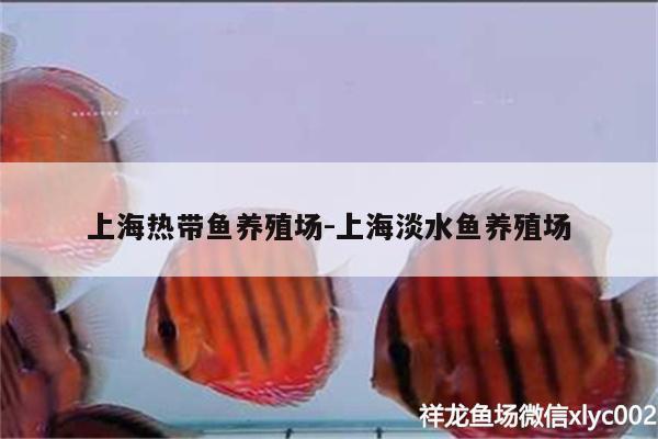 上海热带鱼养殖场:上海淡水鱼养殖场 银龙鱼苗