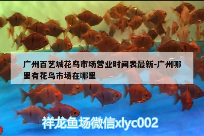 广州百艺城花鸟市场营业时间表最新:广州哪里有花鸟市场在哪里 细线银板鱼苗