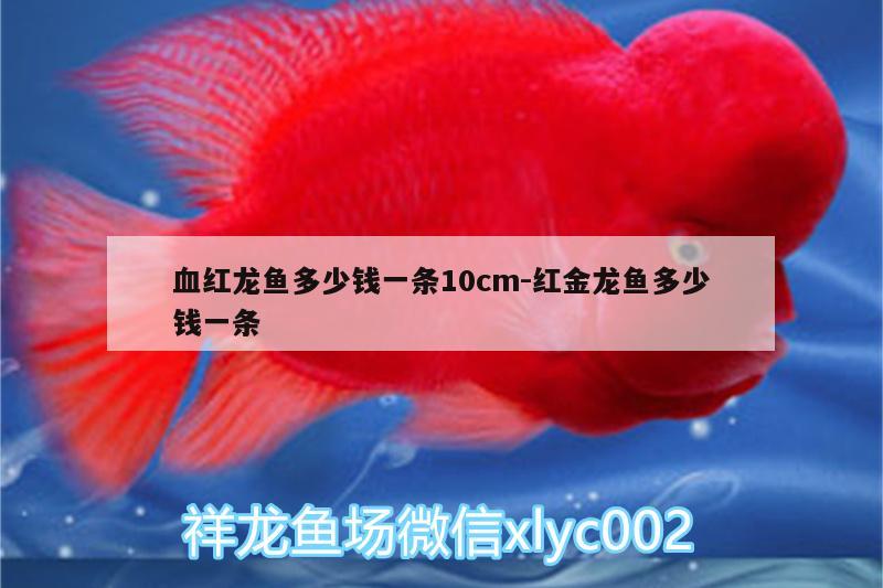 血红龙鱼多少钱一条10cm:红金龙鱼多少钱一条 纯血皇冠黑白魟鱼