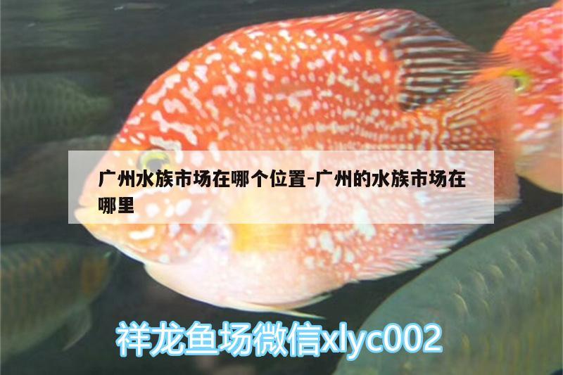 广州水族市场在哪个位置:广州的水族市场在哪里 水温计