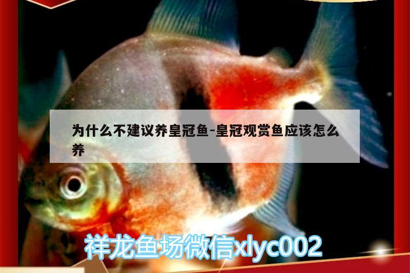 为什么不建议养皇冠鱼:皇冠观赏鱼应该怎么养 鱼缸净水剂