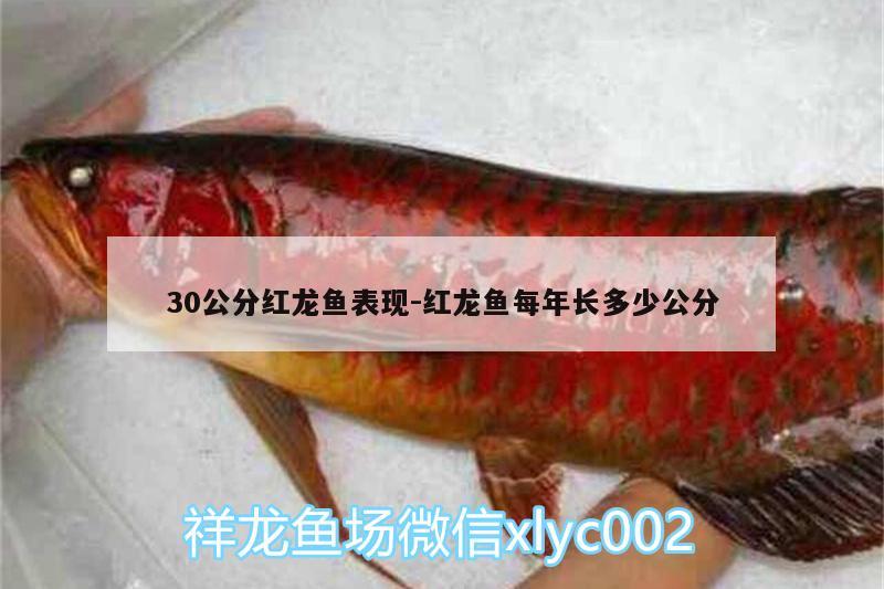 30公分红龙鱼表现:红龙鱼每年长多少公分