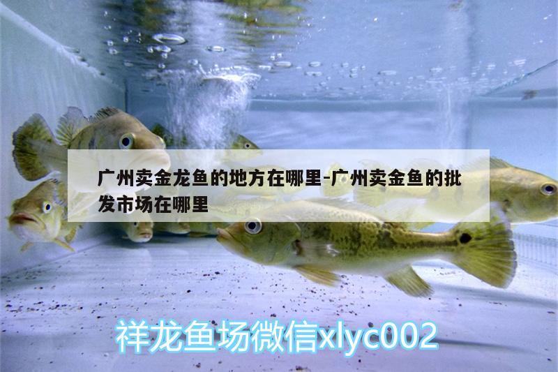 广州卖金龙鱼的地方在哪里:广州卖金鱼的批发市场在哪里 鱼缸等水族设备