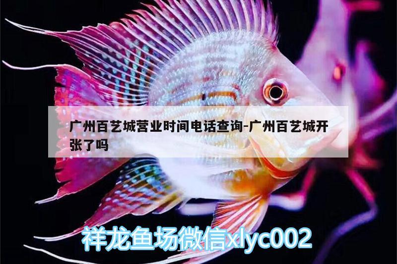 广州百艺城营业时间电话查询:广州百艺城开张了吗 白化火箭鱼