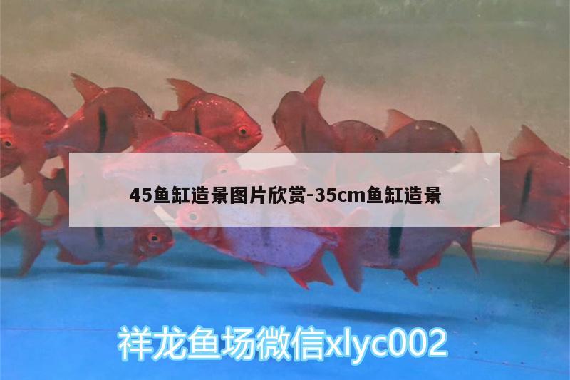 45鱼缸造景图片欣赏:35cm鱼缸造景 印尼红龙鱼