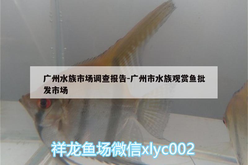 广州水族市场调查报告:广州市水族观赏鱼批发市场 观赏鱼批发