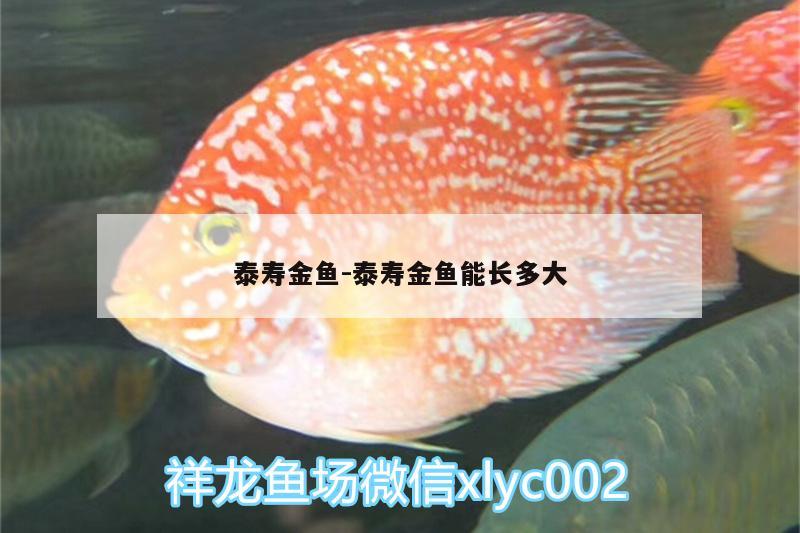 泰寿金鱼:泰寿金鱼能长多大