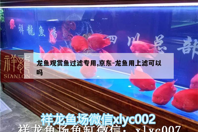 龙鱼观赏鱼过滤专用,京东:龙鱼用上滤可以吗