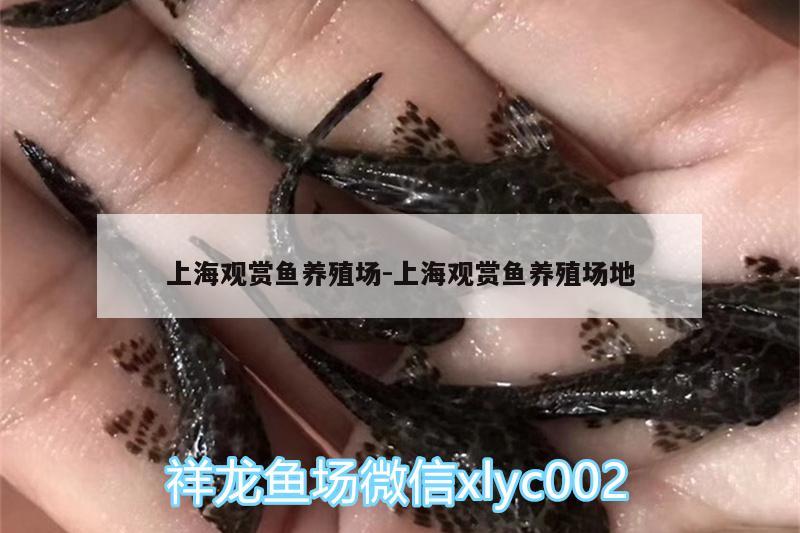 上海观赏鱼养殖场:上海观赏鱼养殖场地 红龙专用鱼粮饲料