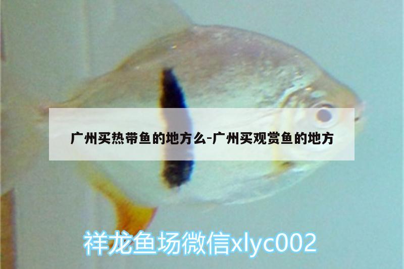 广州买热带鱼的地方么:广州买观赏鱼的地方
