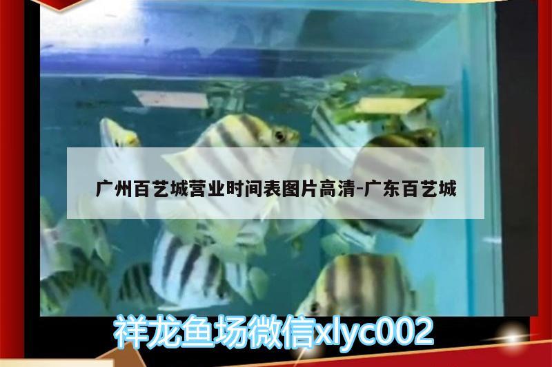 广州百艺城营业时间表图片高清:广东百艺城 红老虎鱼