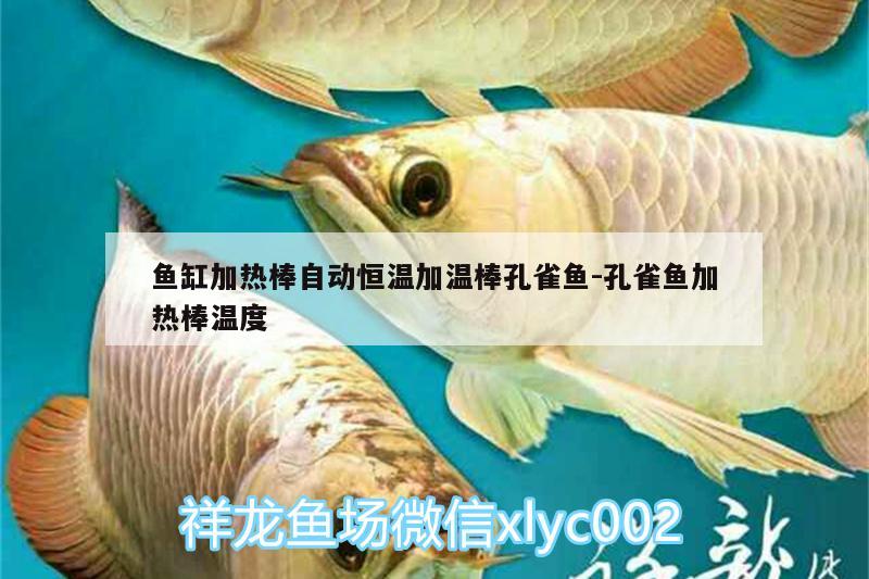 鱼缸加热棒自动恒温加温棒孔雀鱼:孔雀鱼加热棒温度 鱼缸水质稳定剂