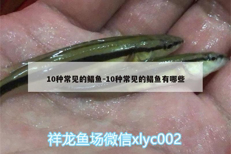 10种常见的鲳鱼:10种常见的鲳鱼有哪些 蝴蝶鲤鱼苗