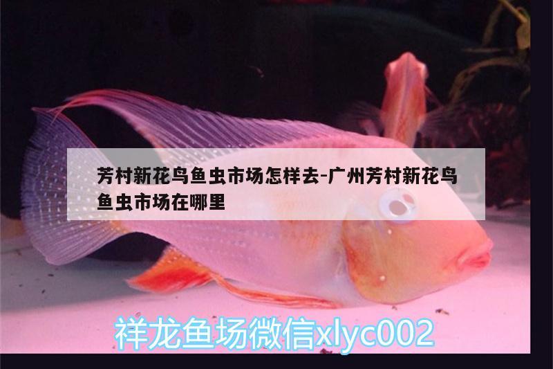 芳村新花鸟鱼虫市场怎样去:广州芳村新花鸟鱼虫市场在哪里 泰庞海鲢鱼
