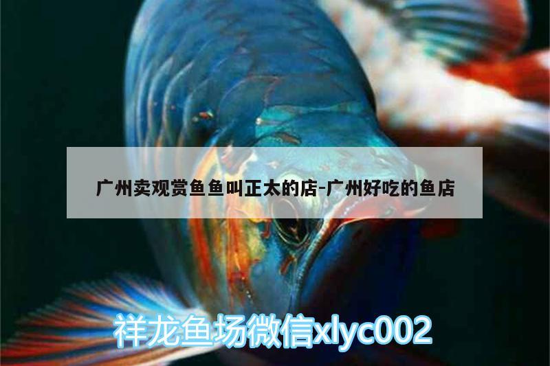 广州卖观赏鱼鱼叫正太的店:广州好吃的鱼店 水族品牌